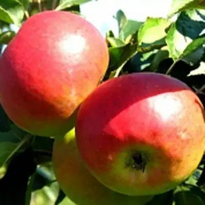 Яблоня СОКОЛОВСКОЕ стелющаяся в Самохваловичи