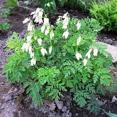 Дицентра красивая АВРОРА в Самохваловичи