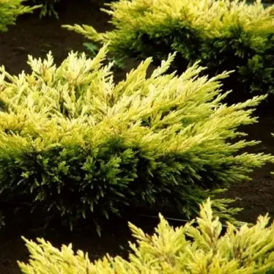 Можжевельник ЛАЙМ ГЛОУ горизонтальный  в Самохваловичи