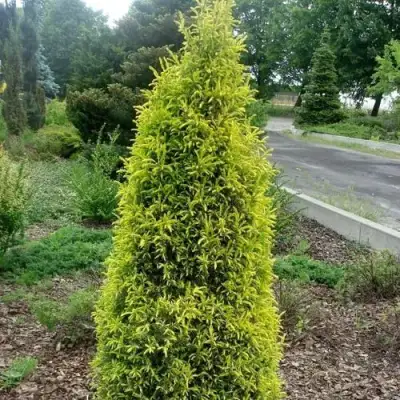Можжевельник ГОЛД КОН обыкновенный в Самохваловичи