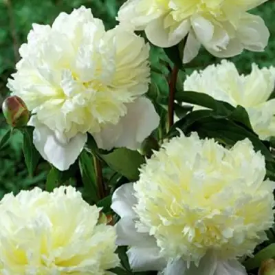 Пион ЛАУРА ДЕСЕРТ травянистый в Самохваловичи