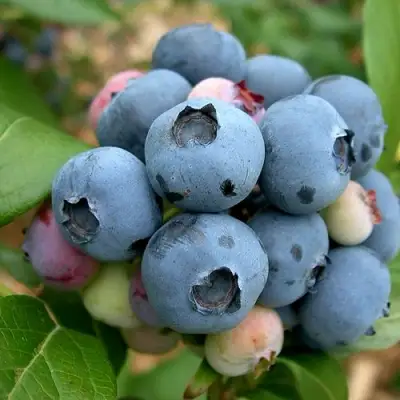 Голубика КОЛЛИНЗ в Самохваловичи
