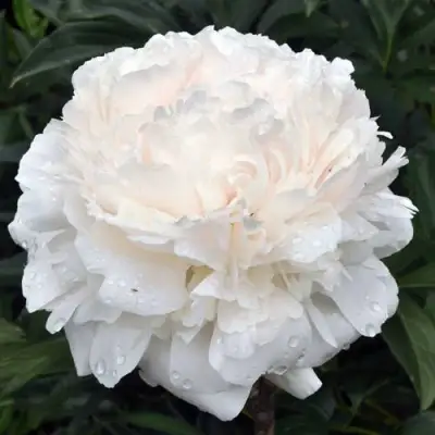 Пион БРАЗЕР ЧАК травянистый в Самохваловичи