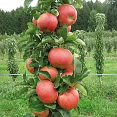 Яблоня ЯНТАРНОЕ ОЖЕРЕЛЬЕ колонновидная в Самохваловичи