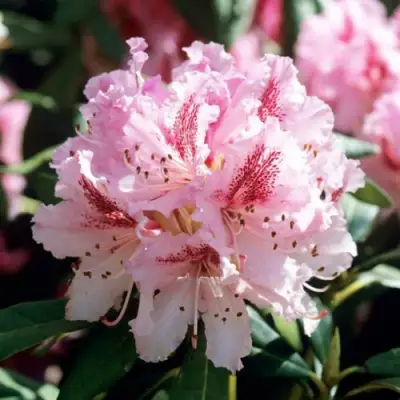 Рододендрон ЧИР в Самохваловичи