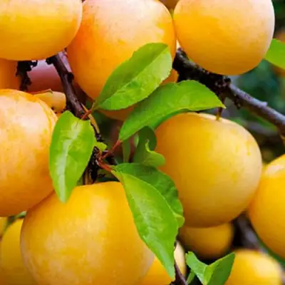 Слива МЕДОВАЯ ЖЁЛТАЯ в Самохваловичи