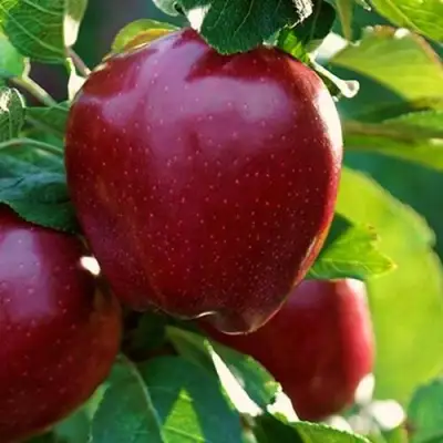 Яблоня РЕД ЧИФ в Самохваловичи