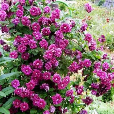 Клематис ПУРПУРЕА ПЛЕНА ЭЛЕГАНС в Самохваловичи