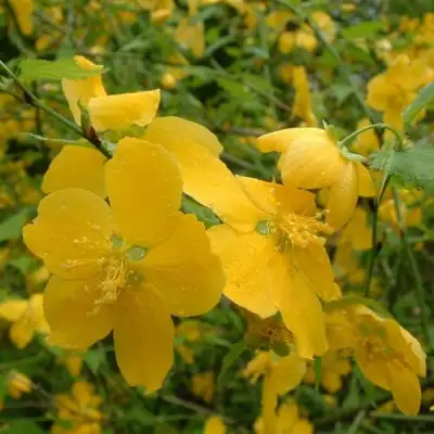 Керрия японская ГОЛДЕН ГИНЕЯ в Самохваловичи