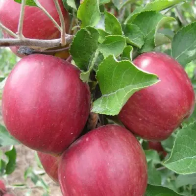 Яблоня МОСКОВСКОЕ ОЖЕРЕЛЬЕ колонновидная в Самохваловичи