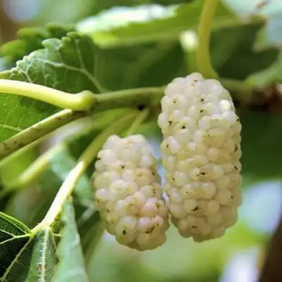 Шелковица БЕЛАЯ АЛЬБА в Самохваловичи