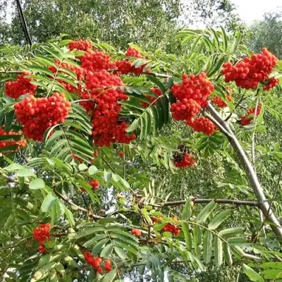 Рябина САХАРНАЯ ПЕТРОВА сладкоплодная в Самохваловичи