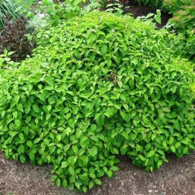 Дерен КЕЛСЕИ шелковистый  в Самохваловичи