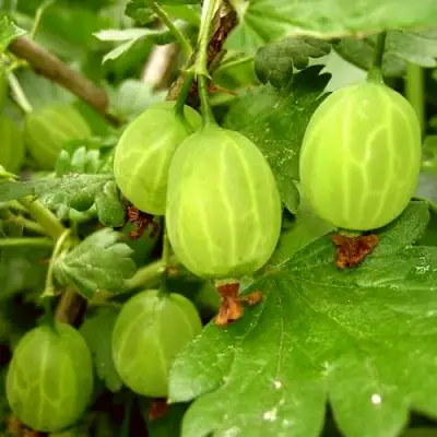 Крыжовник МАЛАХИТ в Самохваловичи