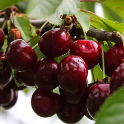 Вишня НОВОДВОРСКАЯ в Самохваловичи