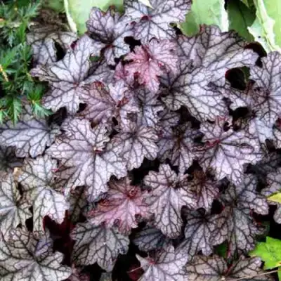 Гейхера ШУГА ФРОСТИНГ в Самохваловичи