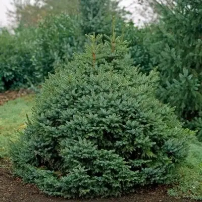 Ель НАНА сербская в Самохваловичи