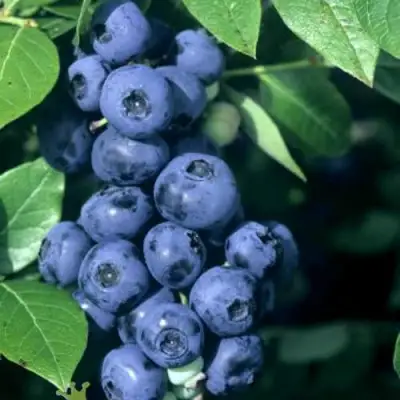 Голубика НОРТ КАНТРИ в Самохваловичи