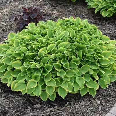 Хоста ГОЛДЕН ТИАРА в Самохваловичи