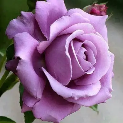 Роза МАЙЗЕР чайно-гибридная в Самохваловичи