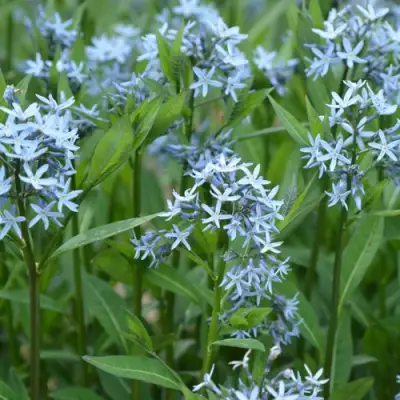 Амсония иволистная в Самохваловичи