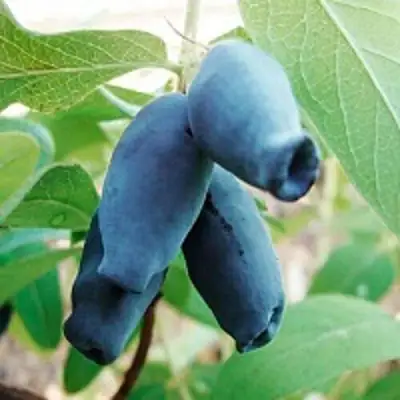 Жимолость съедобная АМФОРА в Самохваловичи