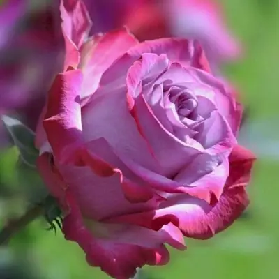 Роза ДИП ВОТЕР чайно-гибридная в Самохваловичи