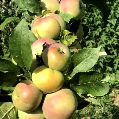 Яблоня ПРИОКСКОЕ колонновидная в Самохваловичи