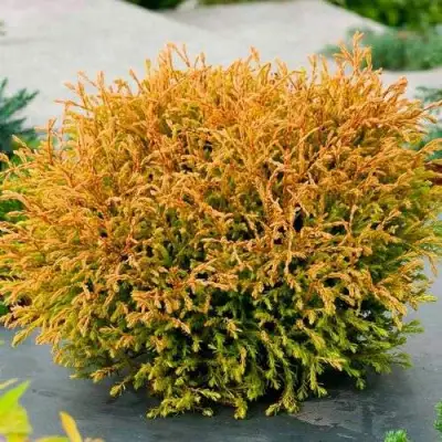 Туя ГОЛДЕН ТАФФЕТ западная в Самохваловичи