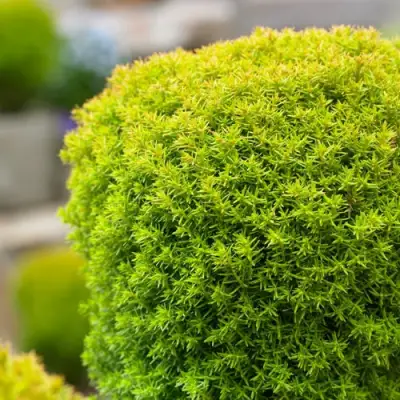 Туя АННИЕК западная в Самохваловичи