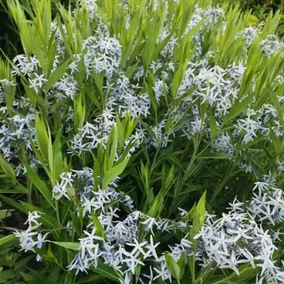 Амсония иволистная в Самохваловичи