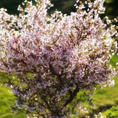 Сакура КОЙО НО МАЙ в Самохваловичи