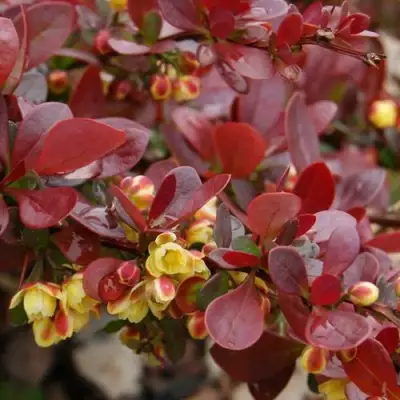 Барбарис КАРМЕН тунберга в Самохваловичи