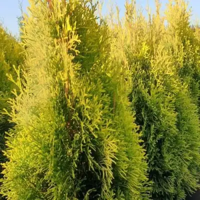 Туя ГОЛДЕН СМАРАГД западная в Самохваловичи