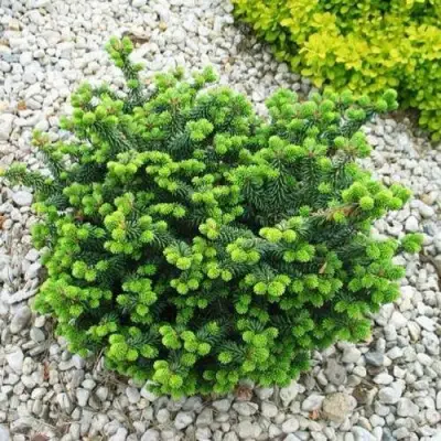 Пихта НАНА бальзамическая в Самохваловичи