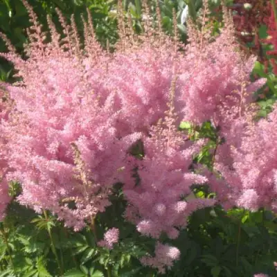 Астильба ЭДЕНС ОДИССЕЙ Арендса в Самохваловичи