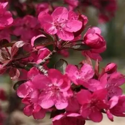 Яблоня РЕД КЕТТИ в Самохваловичи