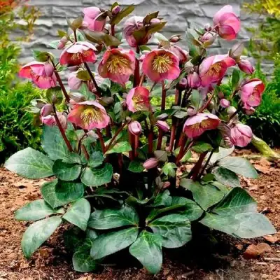 Морозник ВОСТОЧНЫЙ в Самохваловичи