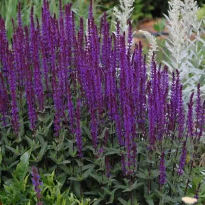 Шалфей КАРАДОНА в Самохваловичи