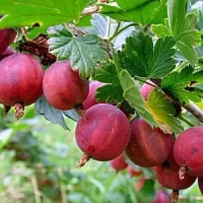 саженцы крыжовника краснославянский