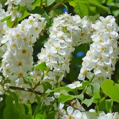 Черемуха ЧАЙКА в Самохваловичи