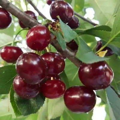 Дюк СЛАВЯНКА в Самохваловичи