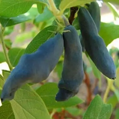 Жимолость съедобная НИМФА (ГАММА) в Самохваловичи