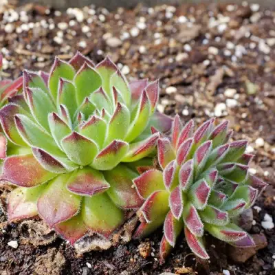 Молодило РУССКОЕ в Самохваловичи