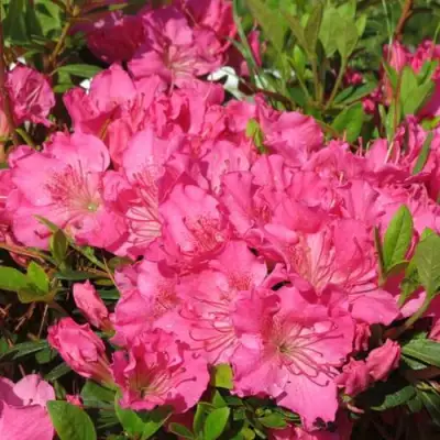 Азалия КИРСТИН японская в Самохваловичи