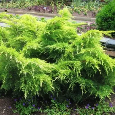 Можжевельник ГОЛД КОСТ средний в Самохваловичи