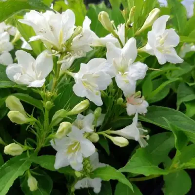 Вейгела БРИСТОЛЬСКАЯ СНЕЖИНКА в Самохваловичи