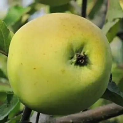 Яблоня РОССИЯНКА в Самохваловичи