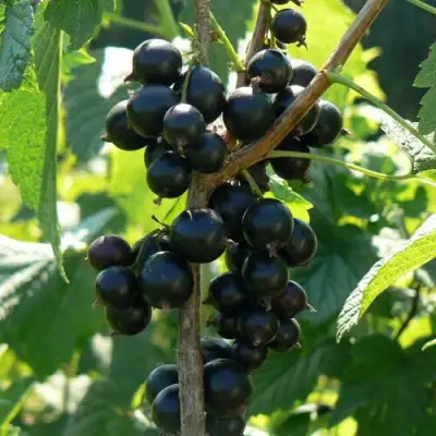 Смородина черная ВОЛОГДА в Самохваловичи