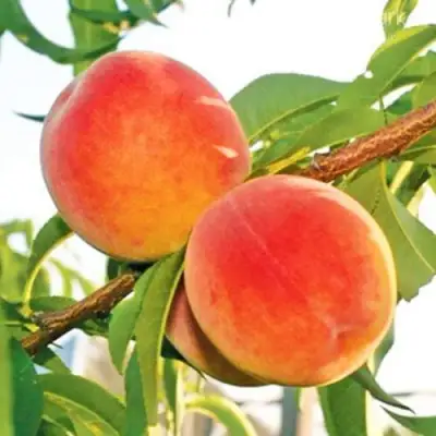 Персик ОНТАРИО в Самохваловичи
